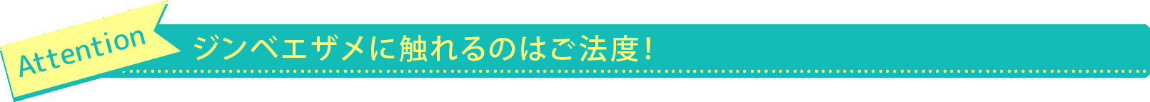 ジンベエザメに触れるのはご法度!