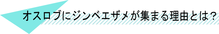 ヒルトガン島について